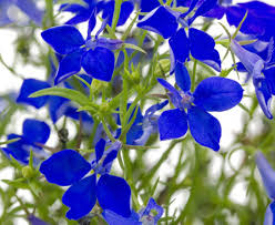 Image result for Lobelien