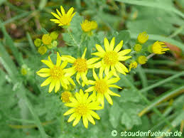 Attēlu rezultāti vaicājumam “Senecio vulgaris flower”