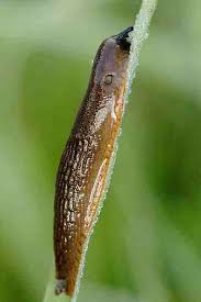 Attēlu rezultāti vaicājumam “Arion lusitanicus”