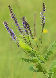 Attēlu rezultāti vaicājumam “Aphis confusa”