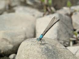 Attēlu rezultāti vaicājumam “Coenagrionidae”