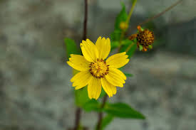 Attēlu rezultāti vaicājumam “Ranunculus repens flower”