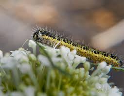 Attēlu rezultāti vaicājumam “Pieris brassicae”