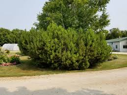 Attēlu rezultāti vaicājumam “Pinus mugo”