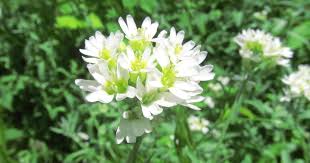 Attēlu rezultāti vaicājumam “Berteroa incana”