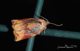 Attēlu rezultāti vaicājumam “Archips podana male”