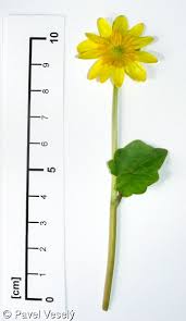 Attēlu rezultāti vaicājumam “Ficaria verna”