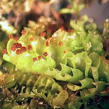 Attēlu rezultāti vaicājumam “Tritomaria”