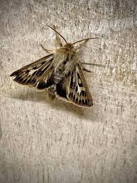 Attēlu rezultāti vaicājumam “Cerapteryx graminis”