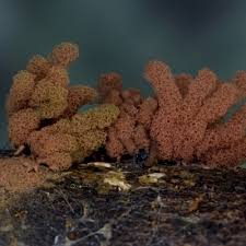 Attēlu rezultāti vaicājumam “Heterotrichia insignis (syn. Arcyria insignis) spores”