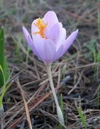 Attēlu rezultāti vaicājumam “Colchicum autumnale flower”
