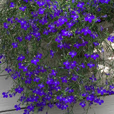Image result for Lobelia erinus