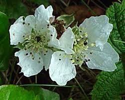Attēlu rezultāti vaicājumam “Rubus caesius flower”