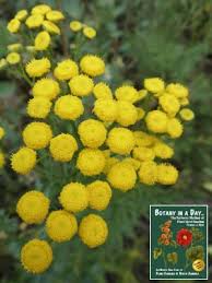 Image result for Tanacetum vulgare