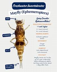 Attēlu rezultāti vaicājumam “Ephemeroptera larvae”