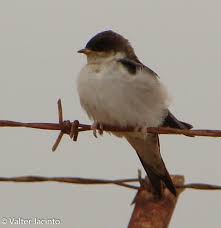 Attēlu rezultāti vaicājumam “Delichon urbicum juvenile”