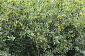Attēlu rezultāti vaicājumam “Armeria vulgaris flower”