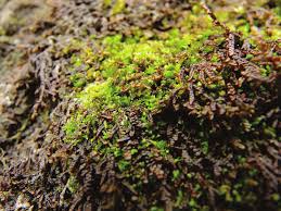 Attēlu rezultāti vaicājumam “Frullania fragilifolia”