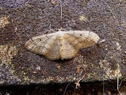 Attēlu rezultāti vaicājumam “Idaea biselata”
