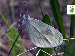 Attēlu rezultāti vaicājumam “Leptidea sinapis underside”