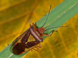 Attēlu rezultāti vaicājumam “Acanthosoma haemorrhoidale”