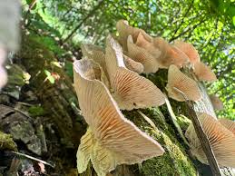 Attēlu rezultāti vaicājumam “Lenzites betulina”