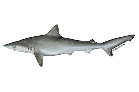 Image result for Carcharhinus isodon