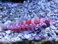 Image result for Rhinoptera brasiliensis