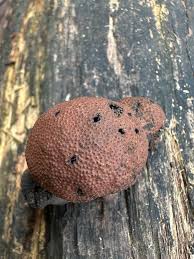 Attēlu rezultāti vaicājumam “Daldinia concentrica”