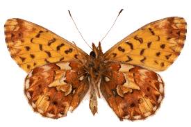 Attēlu rezultāti vaicājumam “Boloria titania upperside”