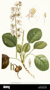 Attēlu rezultāti vaicājumam “Pyrola rotundifolia leaf”