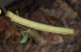 Attēlu rezultāti vaicājumam “Ematurga atomaria”