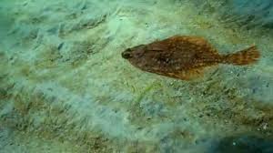 Image result for Platichthys flesus