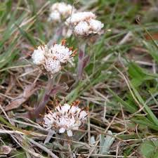 Attēlu rezultāti vaicājumam “Antennaria dioica”