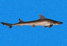 Image result for Mustelus canis