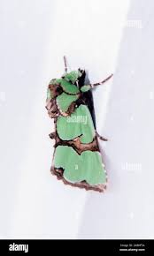 Attēlu rezultāti vaicājumam “Staurophora celsia”