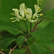 Attēlu rezultāti vaicājumam “Lonicera xylosteum flower”