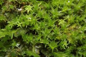 Attēlu rezultāti vaicājumam “Didymodon rigidulus sporophyte”