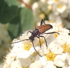 Attēlu rezultāti vaicājumam “Anastrangalia sanguinolenta”