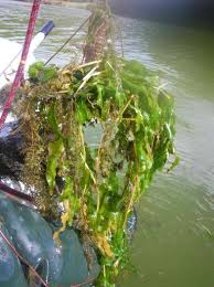 Attēlu rezultāti vaicājumam “Potamogeton praelongus”