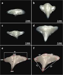 Image result for Triakis megalopterus