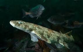 Image result for Haploblepharus edwardsii