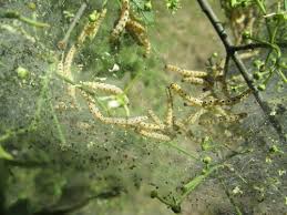 Attēlu rezultāti vaicājumam “Yponomeuta malinellus / cagnagella imago”