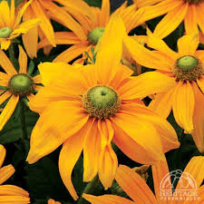 Attēlu rezultāti vaicājumam “Rudbeckia hirta var. hirta”