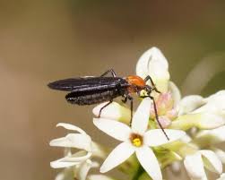 Attēlu rezultāti vaicājumam “Bibionidae”