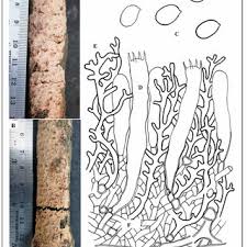 Attēlu rezultāti vaicājumam “Corticium roseum”