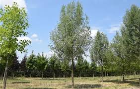 Attēlu rezultāti vaicājumam “Salix daphnoides subsp. acutifolia”