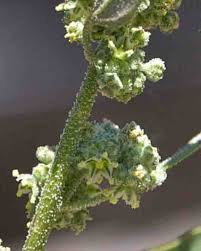 Attēlu rezultāti vaicājumam “Chenopodium album flower”