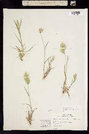 Attēlu rezultāti vaicājumam “Bromus hordeaceus subsp. hordaceus”