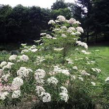 Attēlu rezultāti vaicājumam “Sambucus”